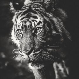 Ravish Siddiqui