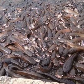 ભગીરથ