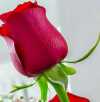 Prachi Lolage