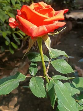 maheshsinh makvana