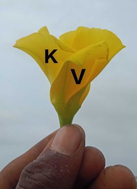 Kanji Tahkor