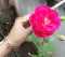 Mrs Farida Desar foram