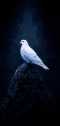 Parmar Alpesh