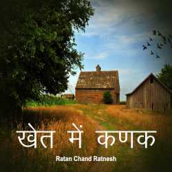 खेत में कणक द्वारा  Ratan Chand Ratnesh in Hindi