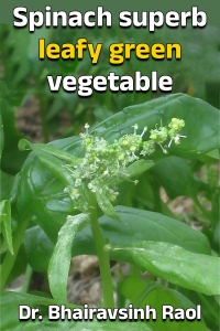 Spinach superb leafy green vegetable