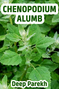 CHENOPODIUM ALUMB