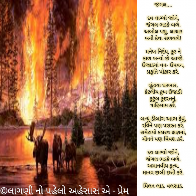 Gujarati Shayri by Milan : 111026300