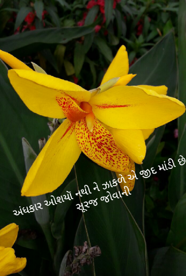 Gujarati Whatsapp-Status by Kothari Megha : 111026731