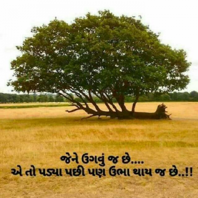 Gujarati Shayri by Dabhi Pravin : 111046241