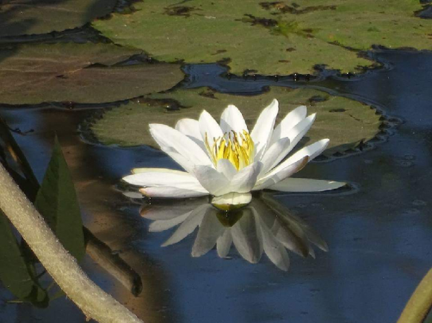 Hindi Blog by Renuka Shrivastava : 111050139