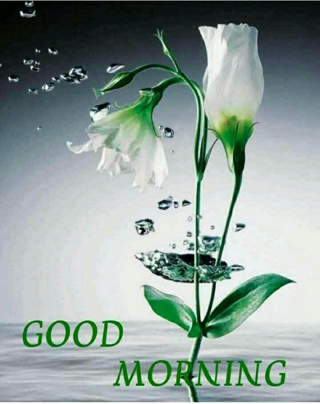Gujarati Whatsapp-Status by Mukesh Pipariya : 111059012