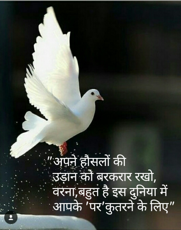 Hindi Quotes by Shaihla Ansari : 111092107