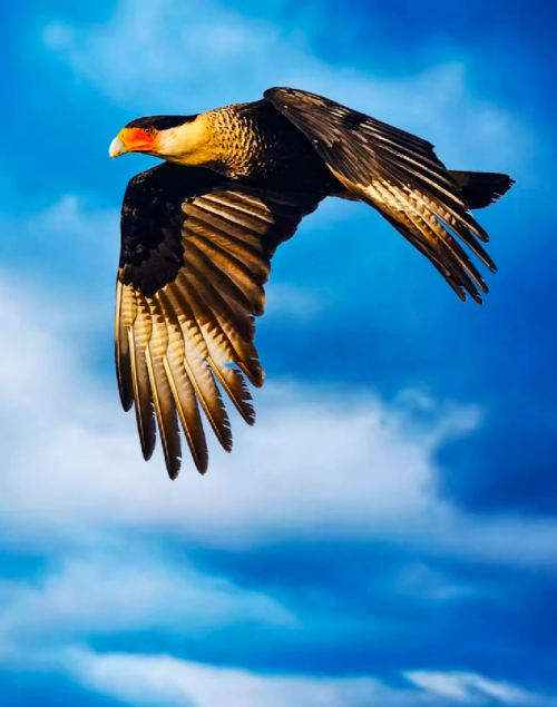 Post by Jayesh Shrimali on 02-Mar-2019 10:17am