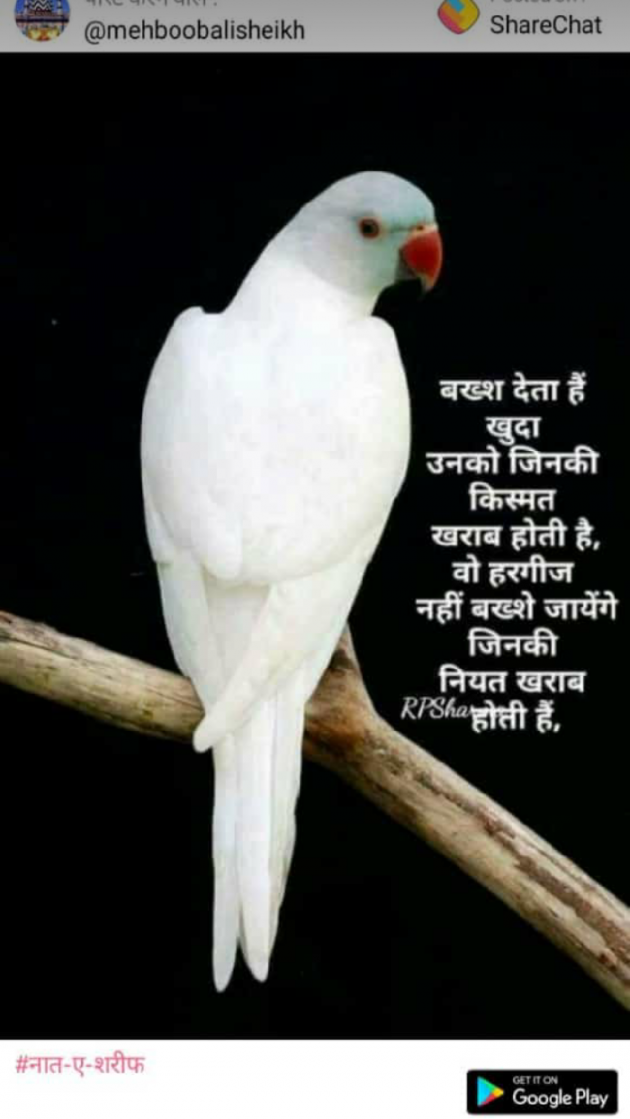 Gujarati Shayri by Shahenaz Bloch : 111106115