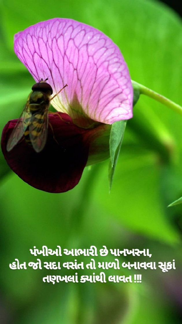 Gujarati Shayri by payal Patel મુસ્કાન : 111108902