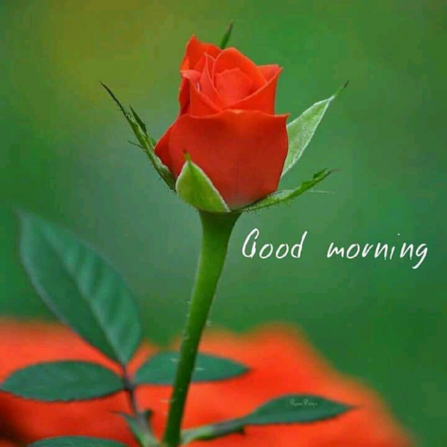 Gujarati Good Morning by Ramjibhai : 111114866