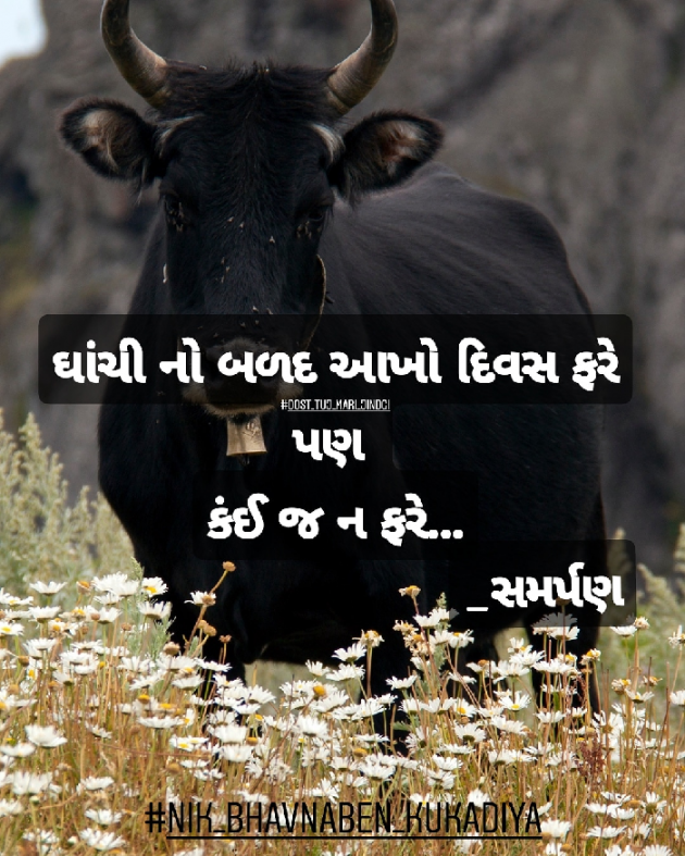 Gujarati Quotes by Nikunj kukadiya samarpan : 111116698