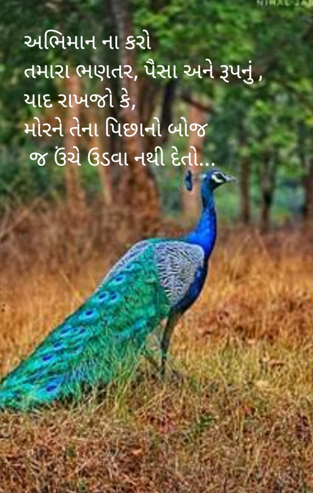 Gujarati Blog by Sajan Limbachiya : 111135387