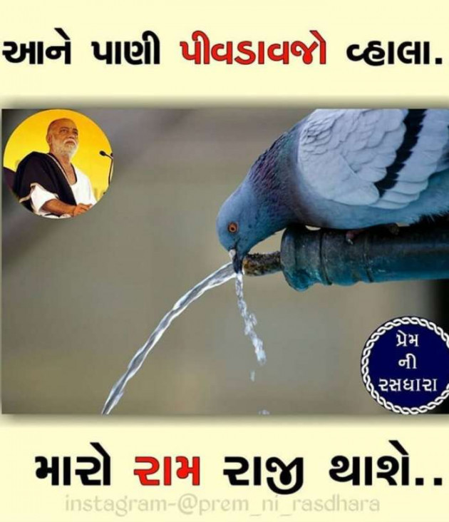 Gujarati Thought by Ashish Rana : 111138573