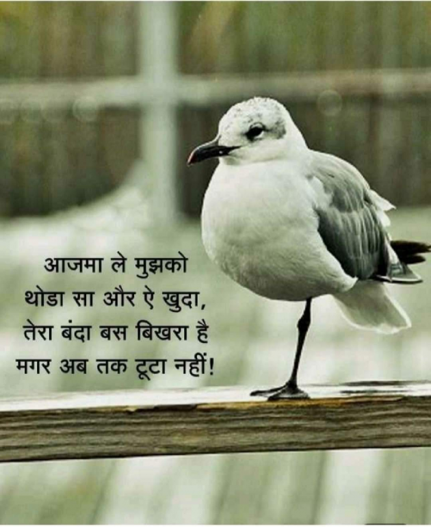 Gujarati Thought by kadam raju : 111138992