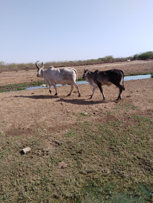 Post by yadv daery farm on 25-Apr-2019 10:58pm