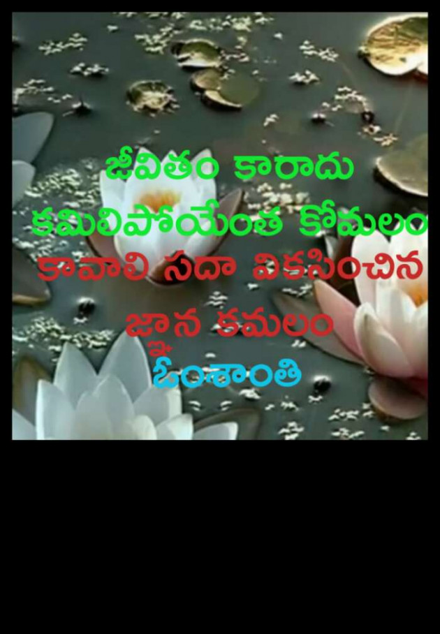 English Quotes by Bk swan and lotus translators : 111168161