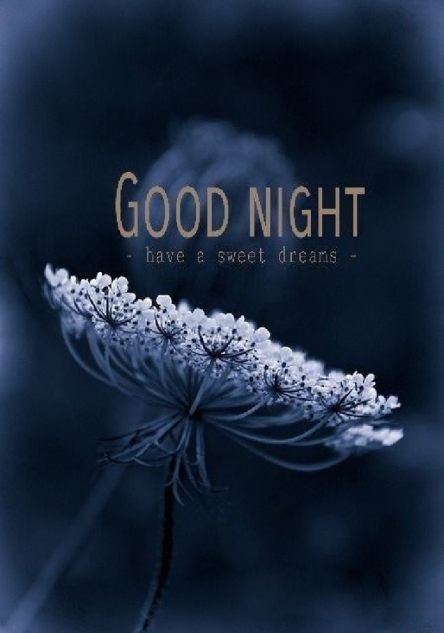 English Good Night by Sarah : 111173698