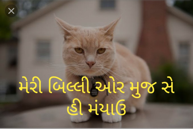 Gujarati Good Morning by Shailesh jivani : 111177386