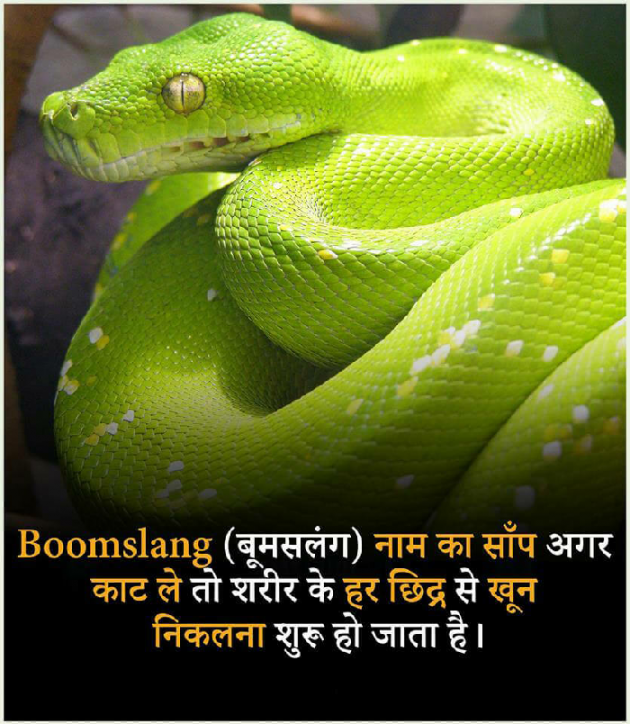 Hindi Motivational by Lakshman Kumar : 111183138