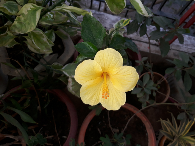 Gujarati Good Morning by Rupal Mehta : 111192569