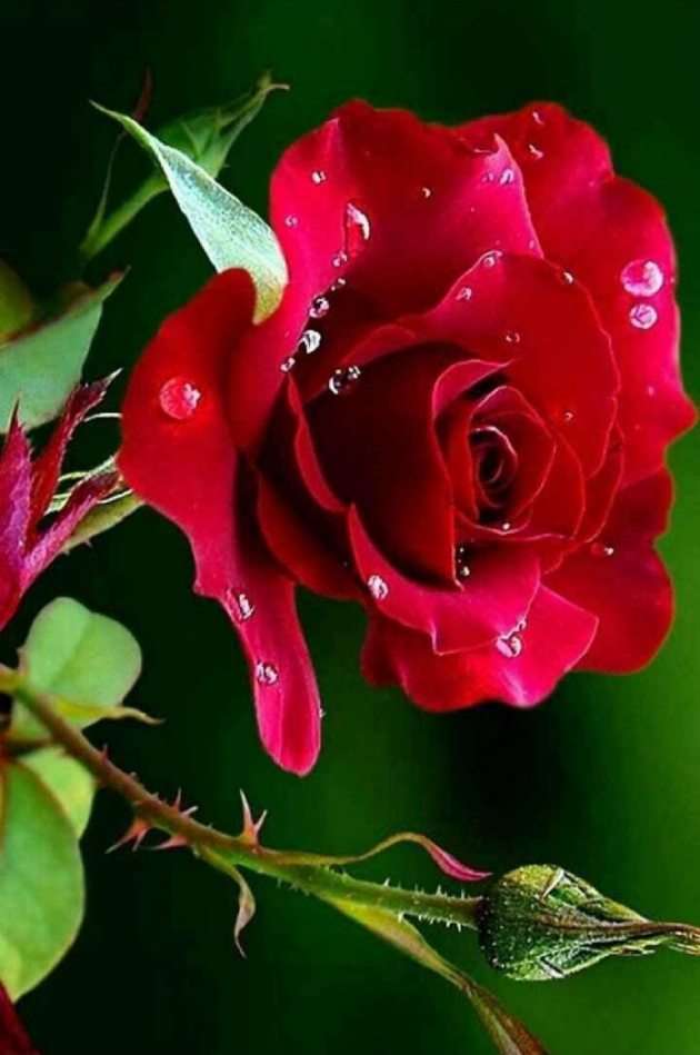 Gujarati Good Morning by D S Dipu શબ્દો નો સાથ : 111194132