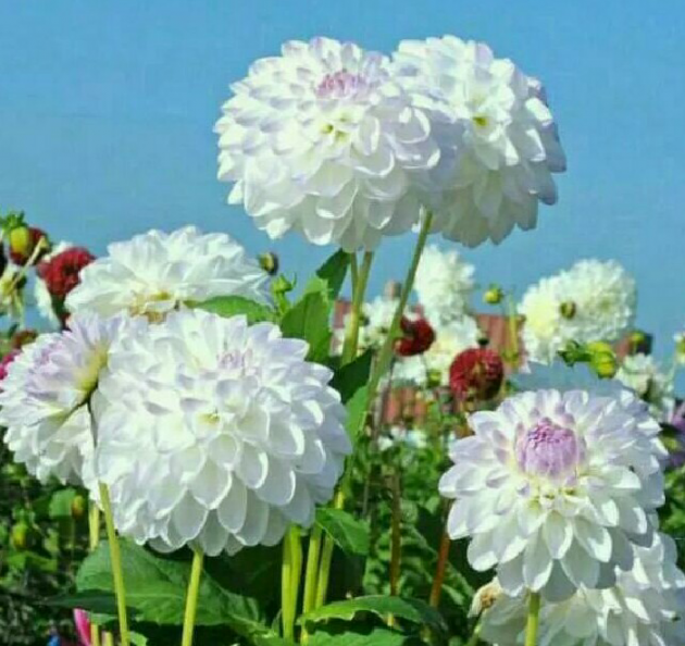 Gujarati Thought by pinkal macwan : 111195847