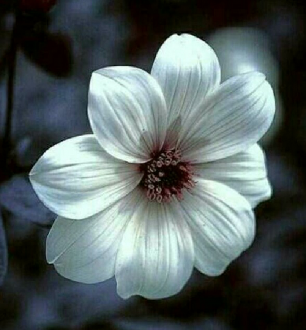 Gujarati Blog by pinkal macwan : 111197486