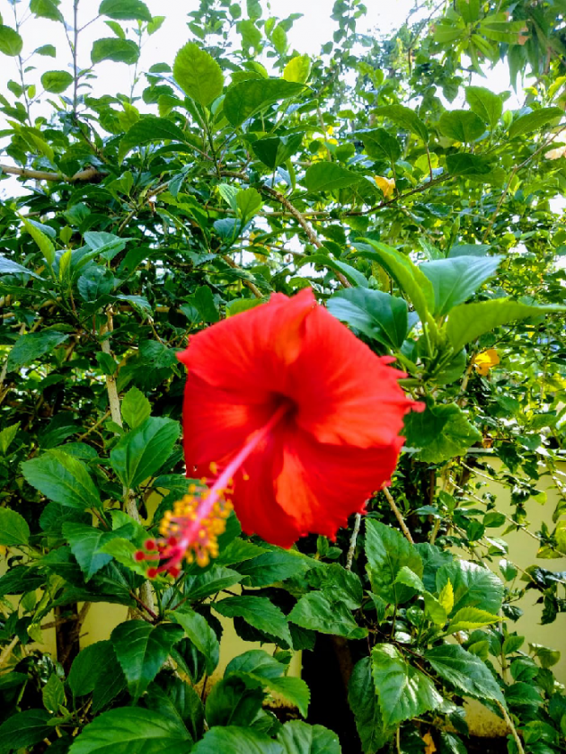 English Good Morning by Reena Dhamecha : 111198839