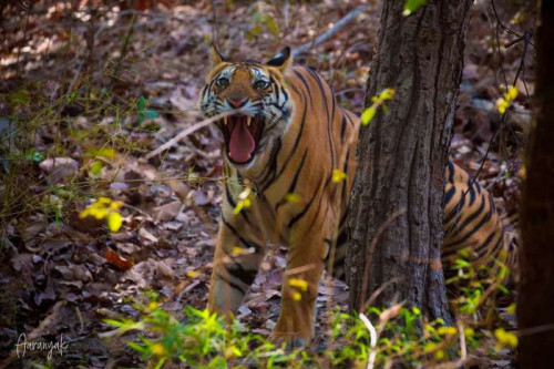 Post by Kaushik Ghelani (આરણ્યક) on 25-Jun-2019 11:56am