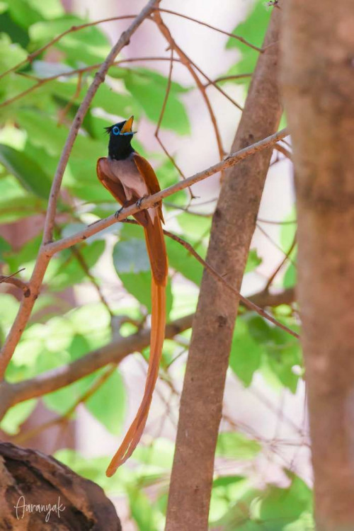 Post by Kaushik Ghelani (આરણ્યક) on 25-Jun-2019 12:09pm