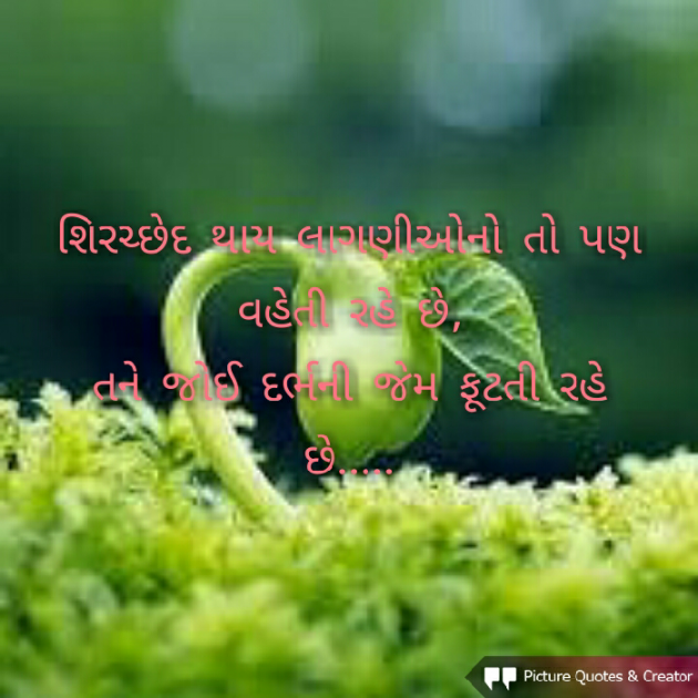 Gujarati Shayri by HINA DASA : 111219423