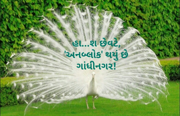 Gujarati Hiku by Kinar Rana : 111221586