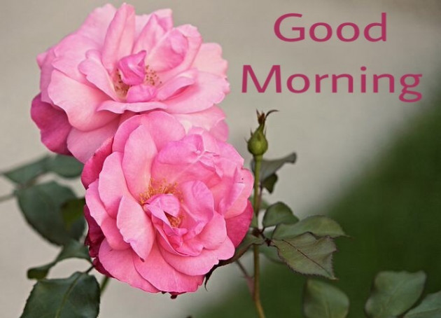 Hindi Good Morning by Vaghela Niya : 111224147