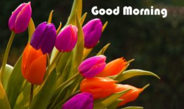 Hindi Good Morning by Vaghela Niya : 111224167