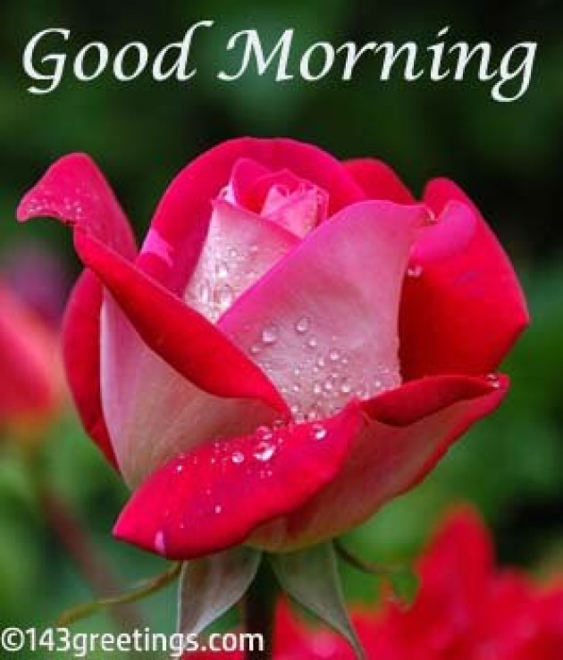 Hindi Good Morning by Vaghela Niya : 111224168