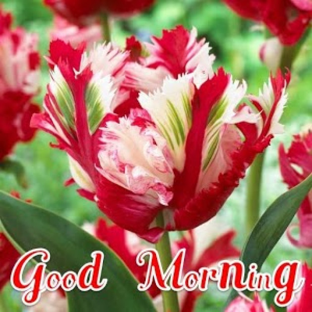 Hindi Good Morning by Vaghela Niya : 111224184