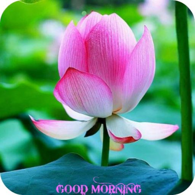 Hindi Good Morning by Vaghela Niya : 111224185