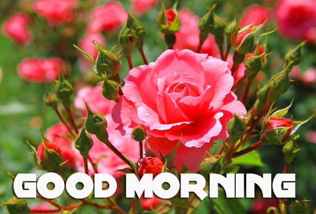 Hindi Good Morning by Vaghela Niya : 111224872