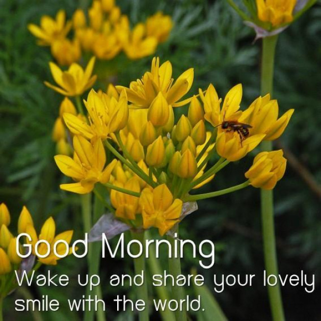 Hindi Good Morning by Vaghela Niya : 111227477