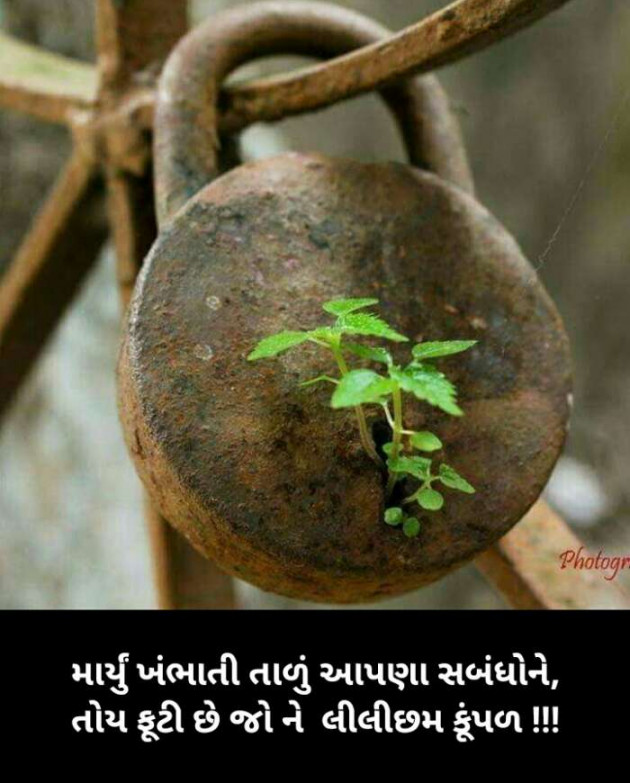 Gujarati Thought by Kinar Rana : 111232202