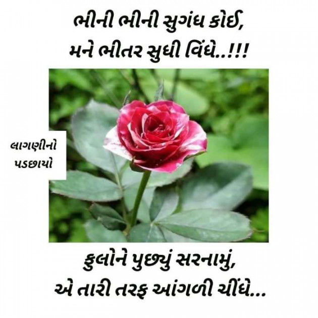 Gujarati Romance by Mukesh Shah : 111246503
