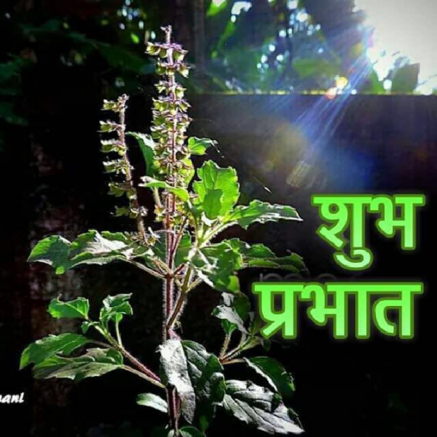 Marathi Good Morning by मच्छिंद्र माळी : 111248976