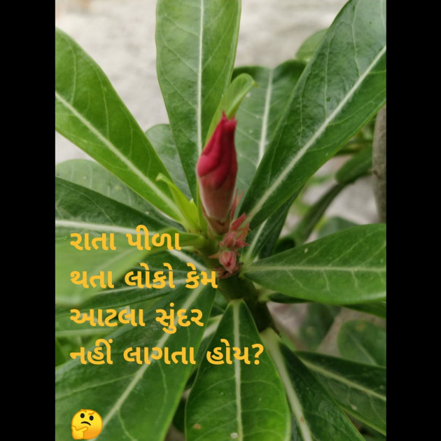 Gujarati Questions by Riddhi Patoliya : 111260683