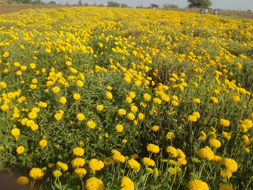 Post by તુષાર આહીર on 04-Nov-2019 02:17pm